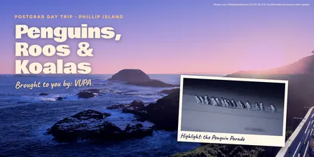 Penguins, Roos & Koalas: Postgrad Day Trip to Phillip Island
