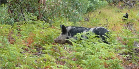 Preparing for Feral Pigs in Nillumbik