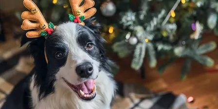2026 Santa's Pet Grotto