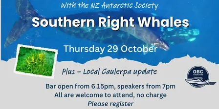 Southern Right Whales + Update on gulf invaders