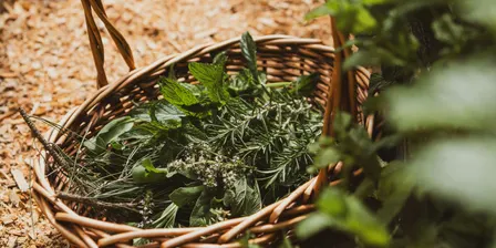 Foraging Wild Weeds