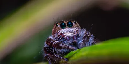 Billabong Bioblitz: Spider and Insect Walk - 8:30pm to 9:15pm