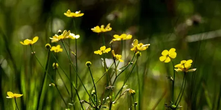 Spring Equinox Gathering at YWNR