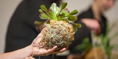 Kokedama: Japanese Moss Balls w Maria