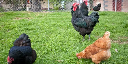 Backyard Chickens for Families