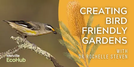 Creating Bird Friendly Gardens