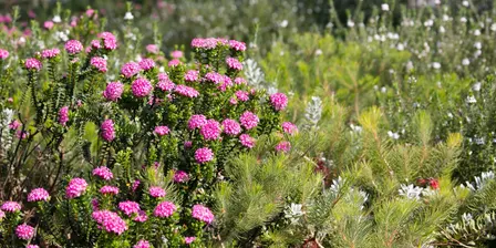 Summer-proof your garden: Birak