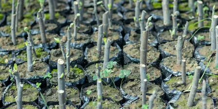 Propagation from Cuttings Workshop
