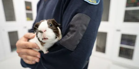 Animal Rescue (10 - 14 years) Spring