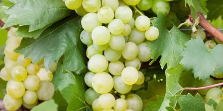 20 wines for $20 - Chardonnay