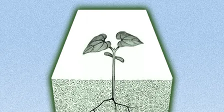 Plant your grief - Death Cafe