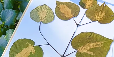 Herbarium