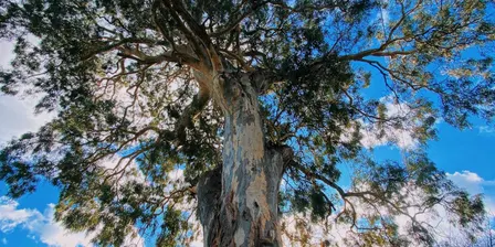 Tree Treats of the Forest - Guided Tree Walk