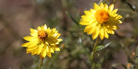 Wildflower Wanders - Yalukit Willam Nature Reserve