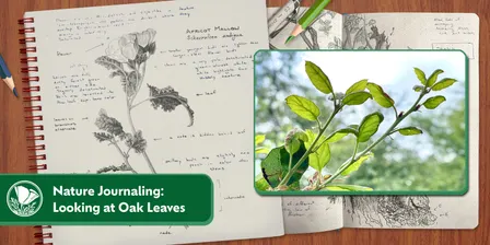 Nature Journaling: Looking at Oak Leaves with Maryanne Pittman