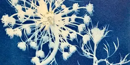 Cyanotype nature workshop