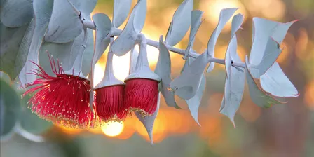 Native Botany - Plant Identification 101
