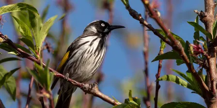 Waterwise Gardening for Birds