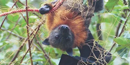 Advanced Flying-fox Intensive care Training