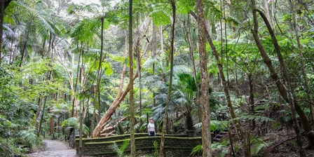 Nurture in Nature Forest Therapy Walks for Older Women (50+)