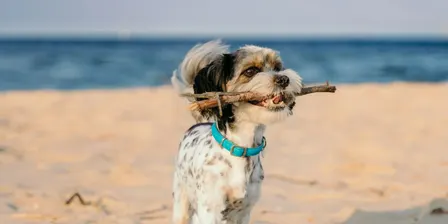 Introduction to Animal Communication - Noosa