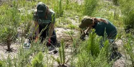 VolunTeen - Pollinator Garden Restoration