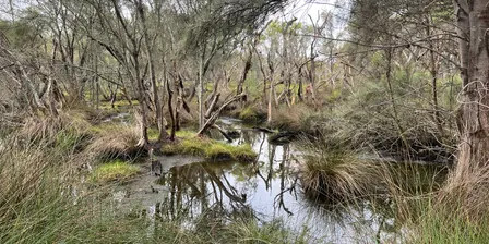 A guided flora walk of Eric Singleton Wetlands