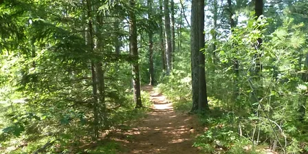Gowing's Swamp Invasives Pull