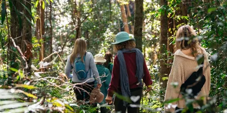 Kondalilla Listening - International Forest Bathing & Soundwalk Weekend Event