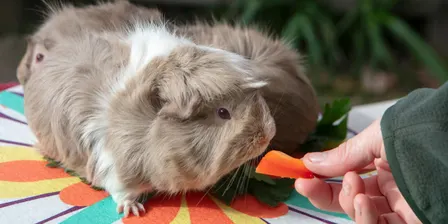 Sensory-friendly storytime and meet the animals