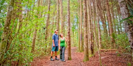 Forest Bathing December 2026