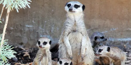 Expressions of Interest - Melbourne Zoo Bus Trip