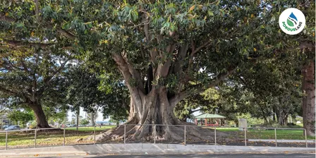 Permeable Pavements for a Resilient Urban Future: Stormwater, Tree Health & Greening - Brisbane Edition