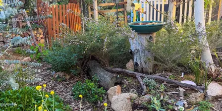 Rewilding Suburbia with Mel Logozzo