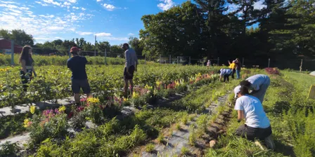 U-Pick Weeding