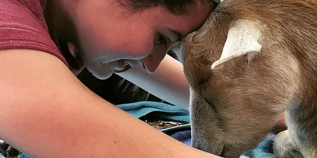 Goat Yoga