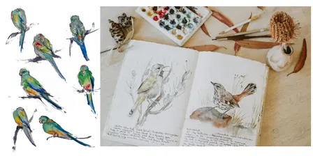 Capturing backyard birds in watercolour: native bird quick sketch journaling
