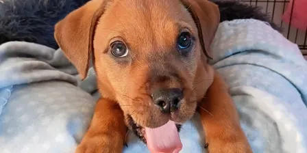 Puppy Cuddles for W.A.G.S Rescue NZ - Session One