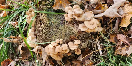 Mushroom ID Walk