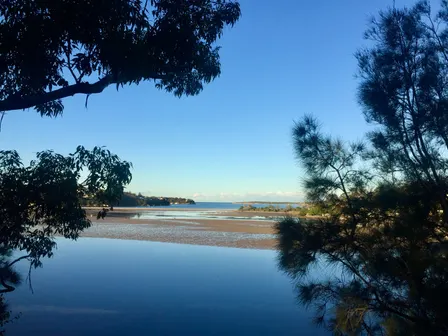 Forest Bathing in the Royal National Park, Sydney