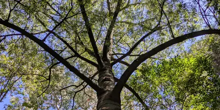 Forest Bathing at the Adelaide Botanic Garden