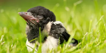 Curious Kids: Our Feathery Friends