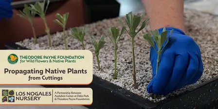 Propagating California Native Plants from Cuttings with Tim Becker — Nov. 12, 2026
