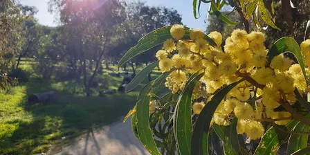 Guided Walk - Golden Wattle Park / Mirnu Wirra (Park 21W)