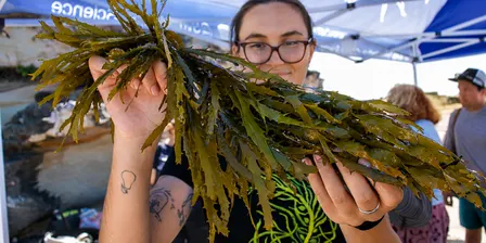 Become an ocean steward with Operation Crayweed