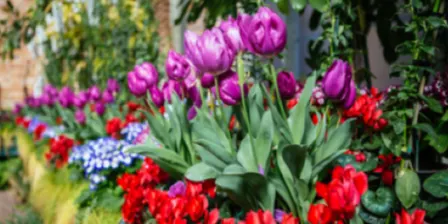 Pukekawa/ Auckland Domain and Winter Gardens | Guided Ranger Walk