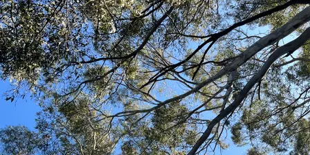 Nature Journaling for Mindfulness
