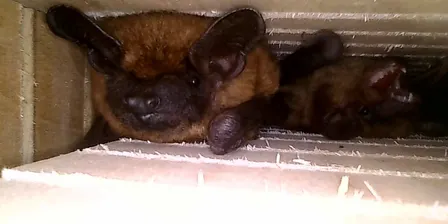 Bat Walk at the Bailey Homestead
