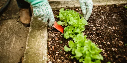 Starting your own Veggie Patch