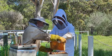 A Hive of Activity: Our Beekeeping Journey